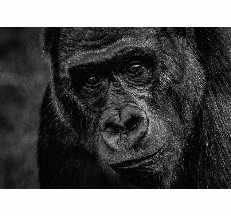 Tapisserie animaux gros plan sur gorille - TenStickers