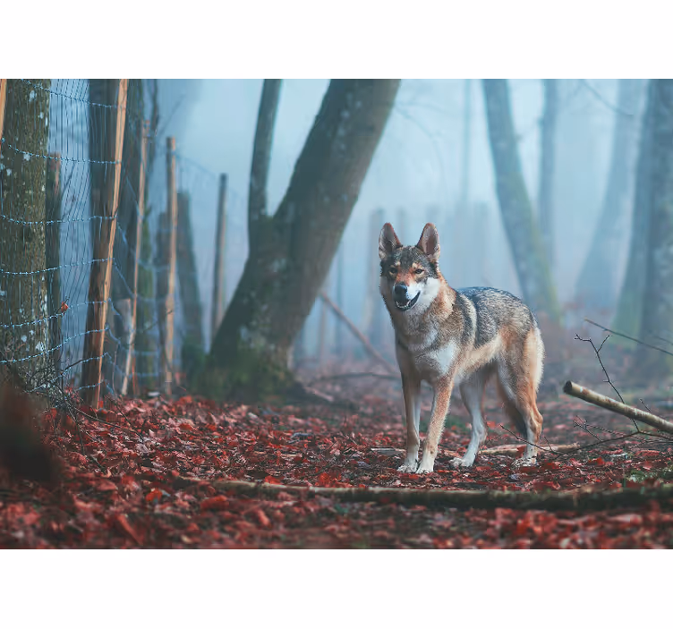 Tapisserie animaux loup dans la forêt brumeuse - TenStickers