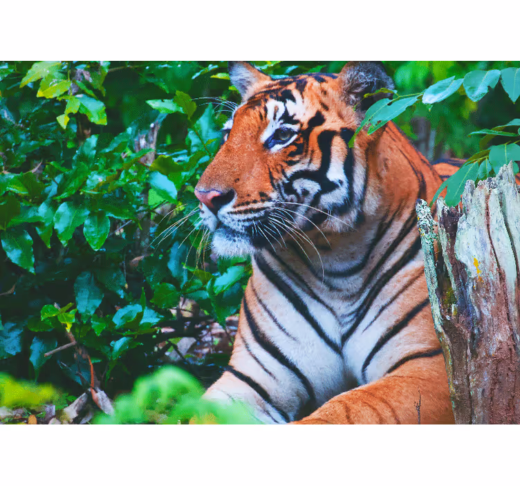 Tapisserie jungle tigre majestueux en contemplation - TenStickers