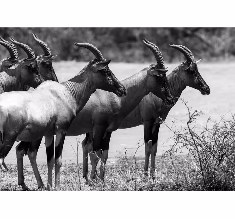 Tapisserie animaux troupeau d'antilopes africaines - TenStickers