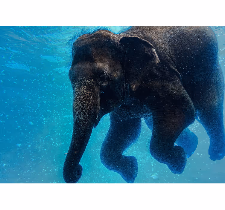 Tapisserie mer éléphant sous-marin - TenStickers