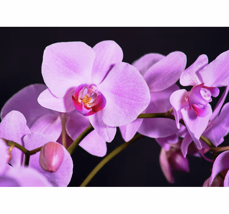 Tapisserie orchidée fleurs d'orchidée gracieuses - TenStickers