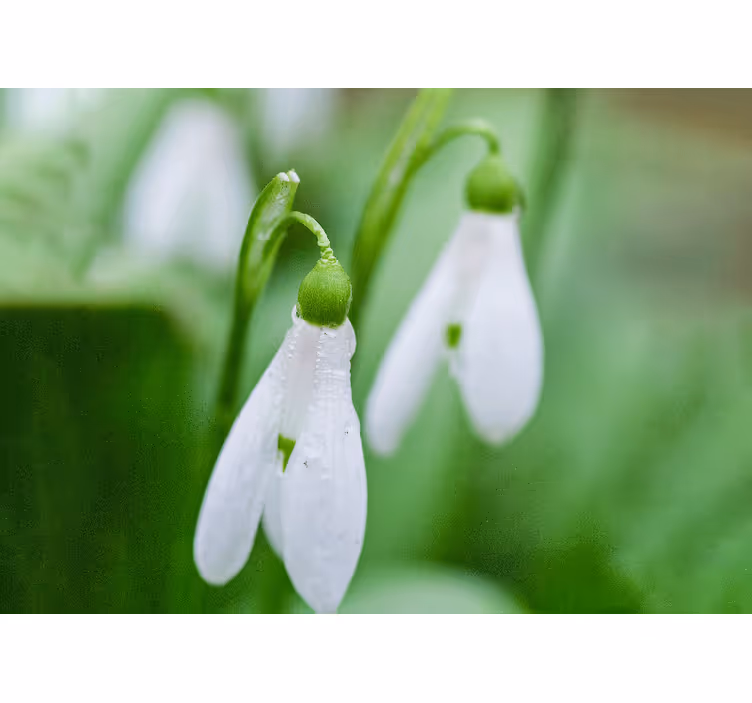 Tapisserie fleur Élégance florale des perce-neige - TenStickers
