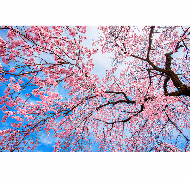 Tapisserie fleur fleurs de cerisier en pleine floraison - TenStickers