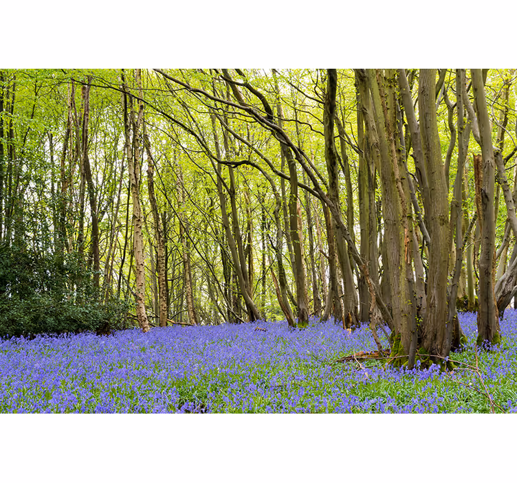 Tapisserie forêt arbres verts Éclatants - TenStickers