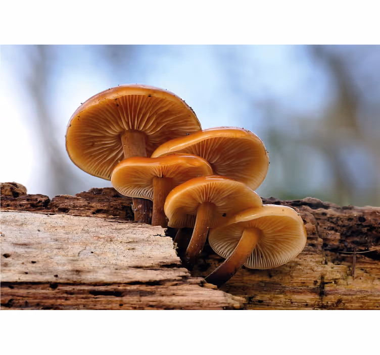 Tapisserie fleur bouquet de champignons - TenStickers