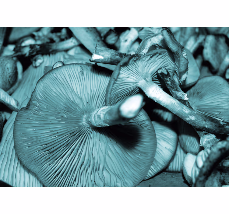 Tapisserie nature champignon en bouquet - TenStickers