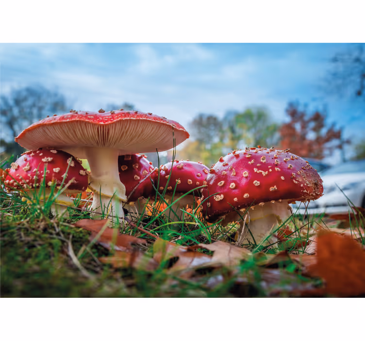 Tapisserie nature champignons rouges en grappes - TenStickers