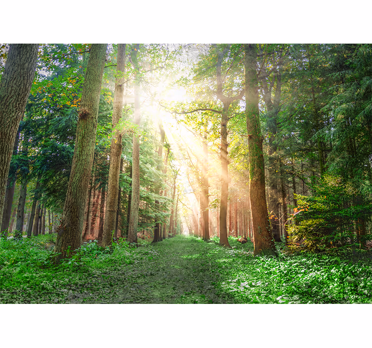 Tapisserie forêt sentier paisible en bois - TenStickers
