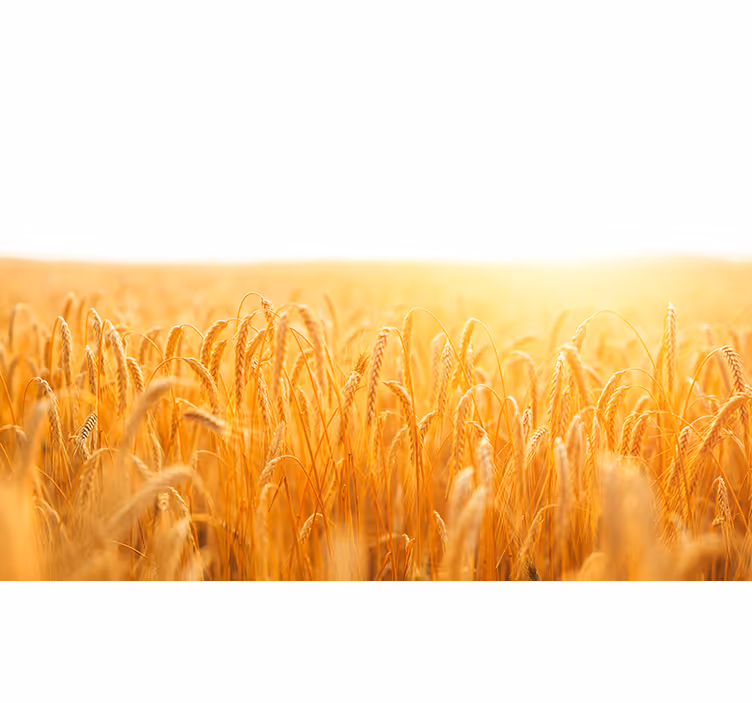 Tapisserie nature champ de grains dorés - TenStickers