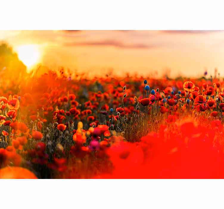 Tapisserie coquelicots champ au coucher de soleil - TenStickers