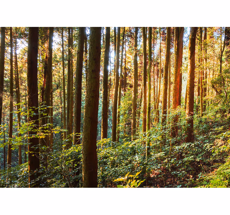 Tapisserie forêt forêt verdoyante luxuriante - TenStickers