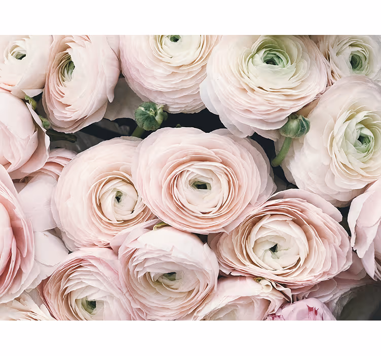 Tapisserie fleur Éclats délicats de renoncules - TenStickers