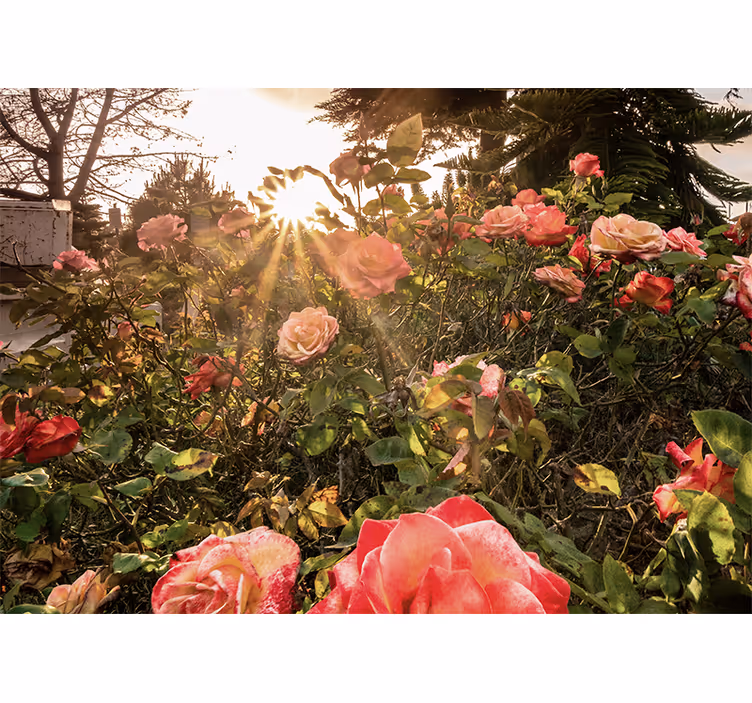 Tapisserie fleur jardin de roses ensoleillé - TenStickers