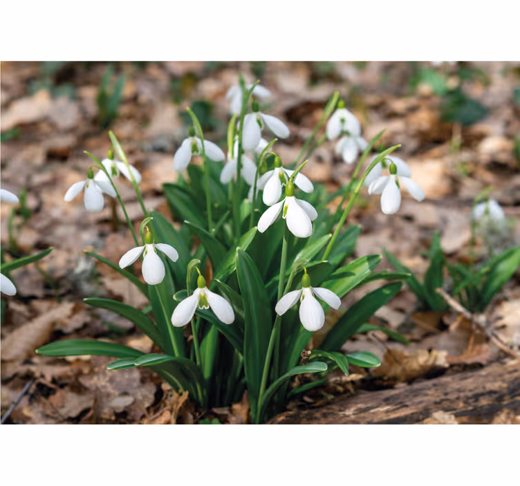 Tapisserie fleur affichage de fleurs de perce-neige - TenStickers