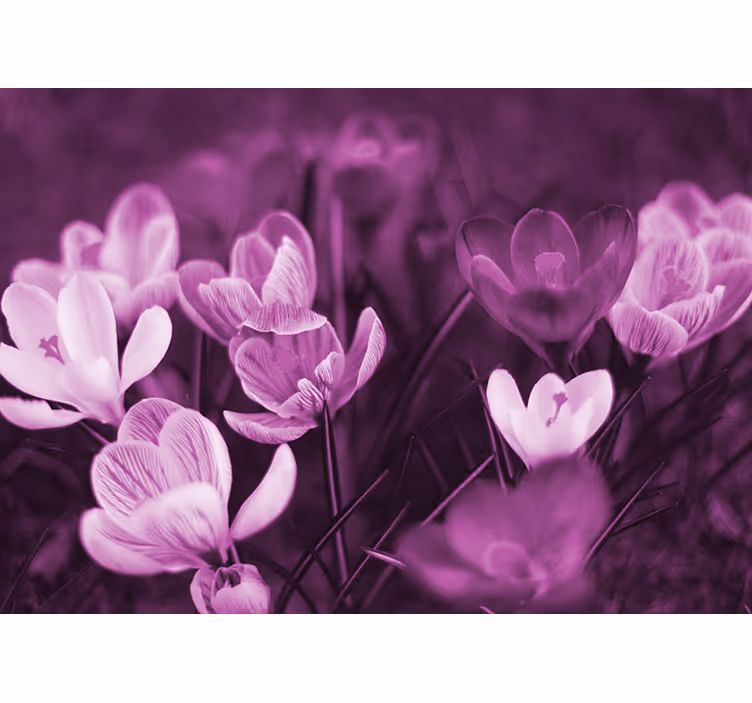 Tapisserie coquelicots fleuraison florale délicate - TenStickers