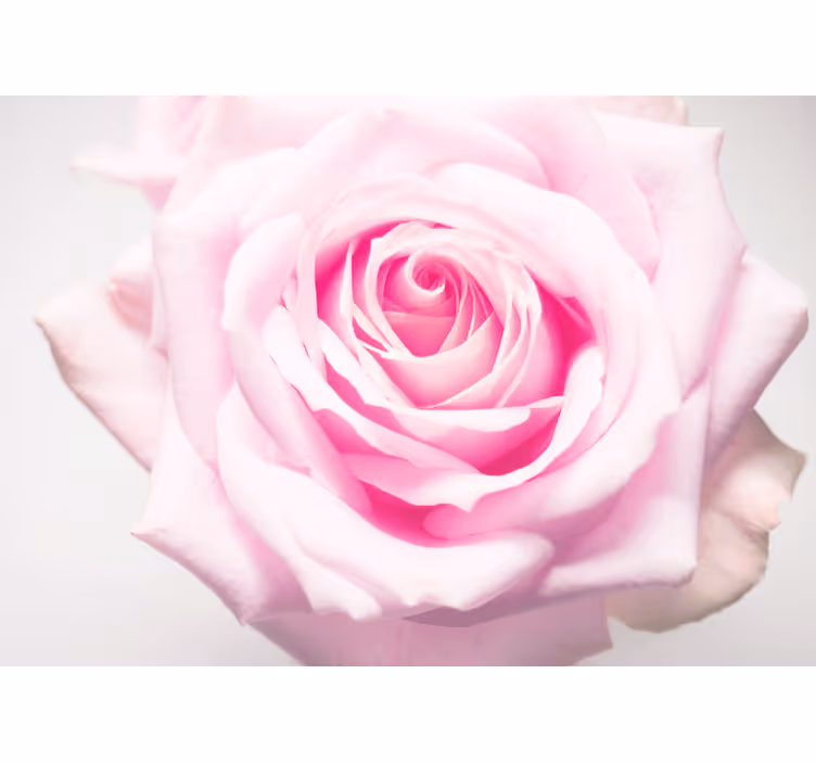 Tapisserie coquelicots rose poudrée - TenStickers