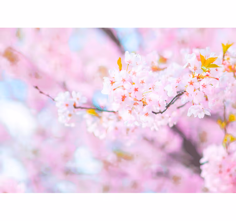 Tapisserie fleur splendeur des cerisiers - TenStickers