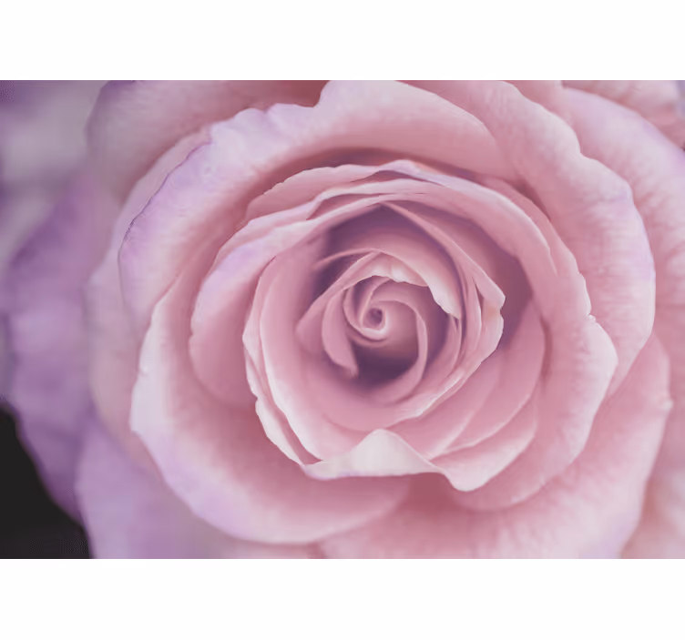 Tapisserie fleur rose pêche Épanouie - TenStickers