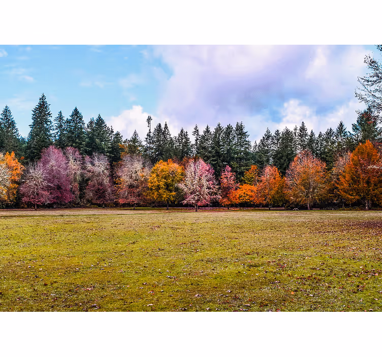 Papier peint nature forêt d'automne colorée - TenStickers
