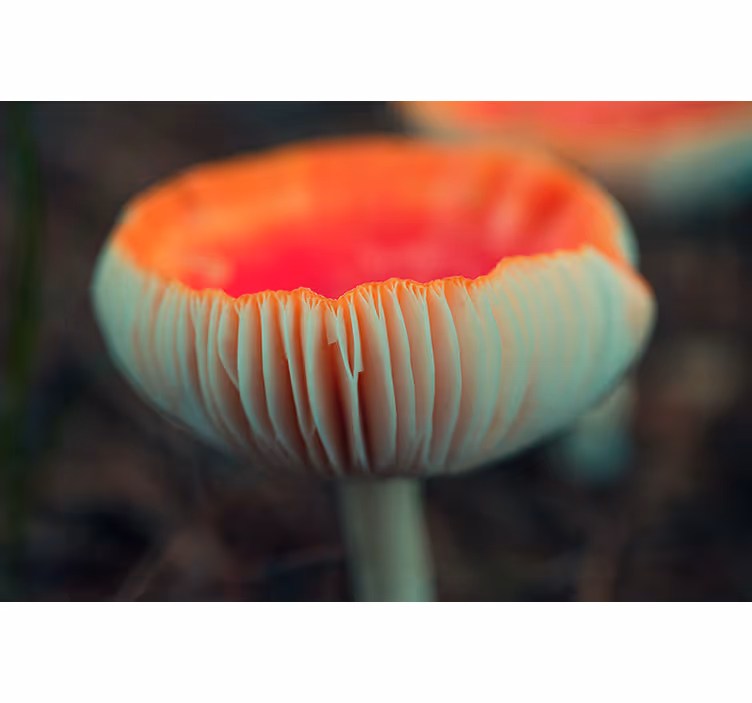 Tapisserie coquelicots fleur de pavot élégante - TenStickers