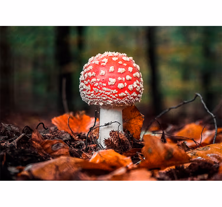 Tapisserie nature champignon amanite rouge - TenStickers