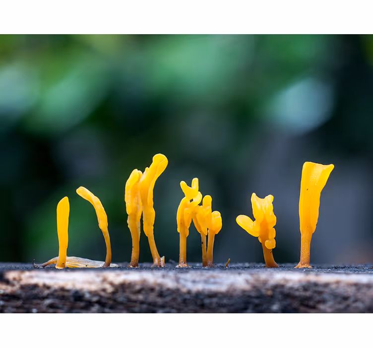 Tapisserie nature croissance de champignons jaunes - TenStickers