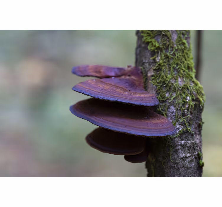 Tapisserie nature détails de la croissance des champignons - TenStickers