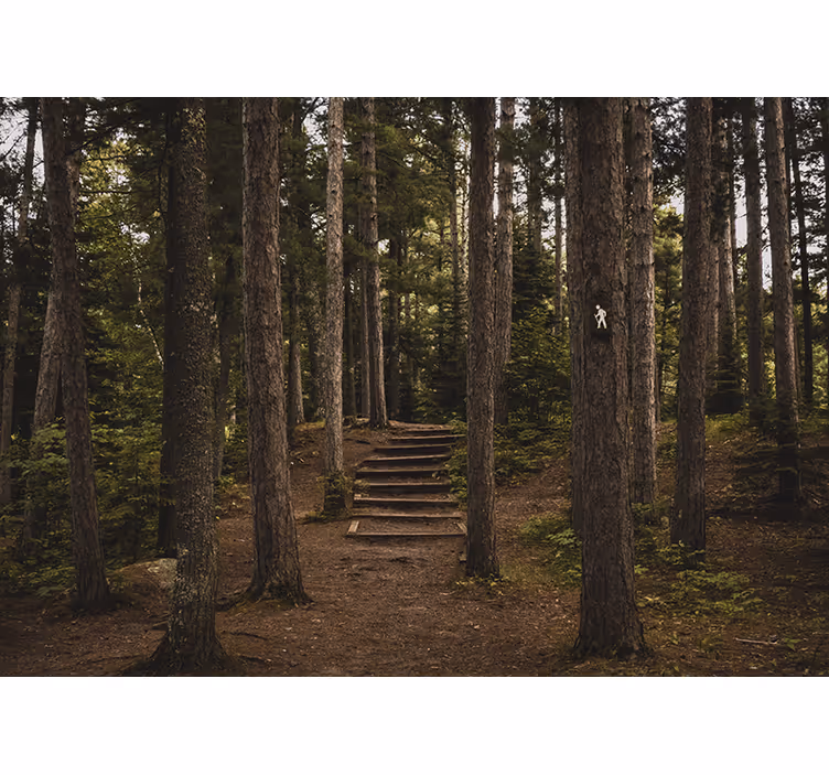 Tapisserie forêt chemin de sérénité - TenStickers