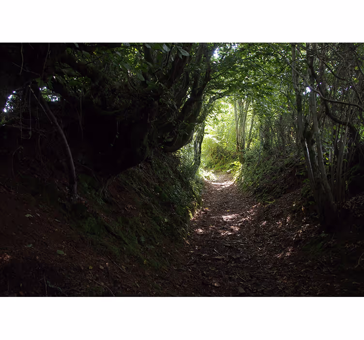 Tapisserie forêt sentier forestier - TenStickers