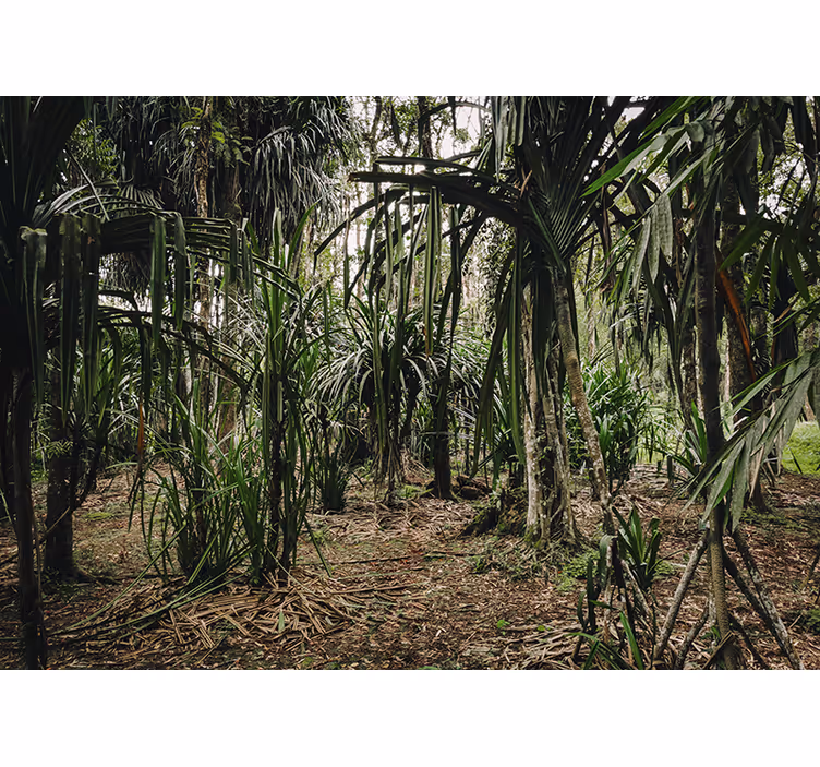 Tapisserie salon nature sauvage tropicale luxuriante - TenStickers