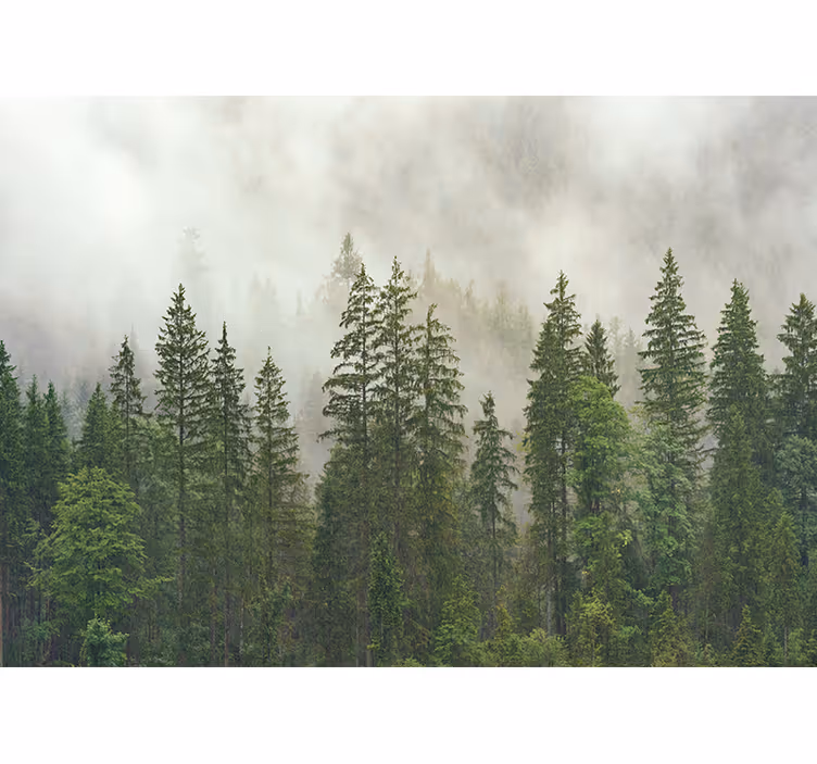Tapisserie forêt vue bois brumeux - TenStickers
