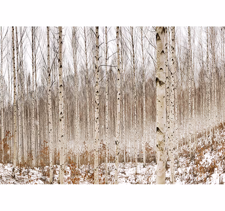 Tapisserie forêt forêt de bouleaux enneigée - TenStickers