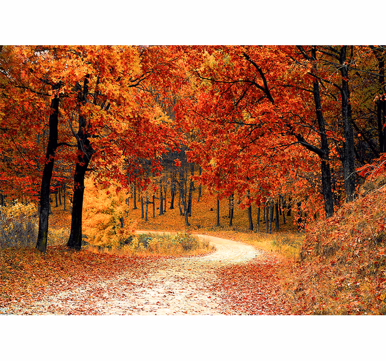 Papier peint nature chemin forestier d'automne - TenStickers