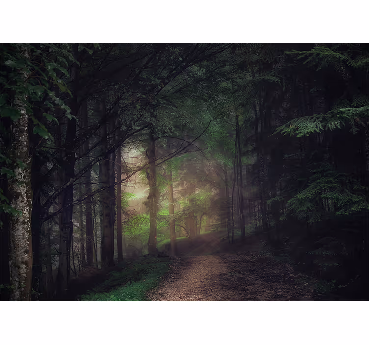 Papier peint forêt chemin paisible en forêt - TenStickers