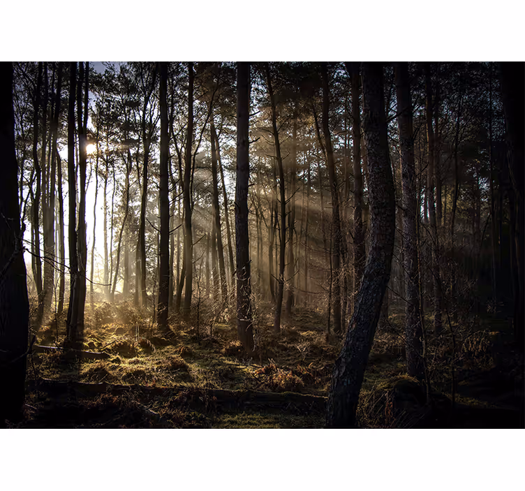 Papier peint forêt clairière ensoleillée - TenStickers