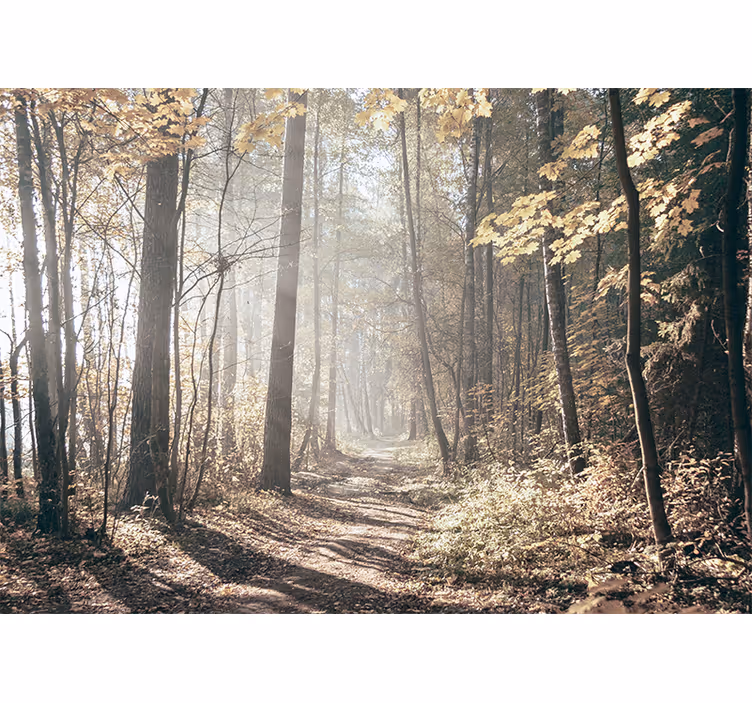 Tapisserie forêt chemin d'automne serein - TenStickers