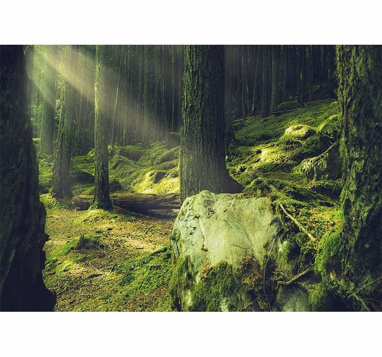Papier peint nature lumière du soleil à travers les arbres - TenStickers