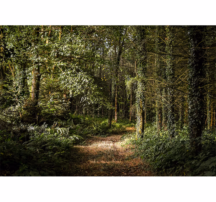 Papier peint forêt chemin luxuriant - TenStickers