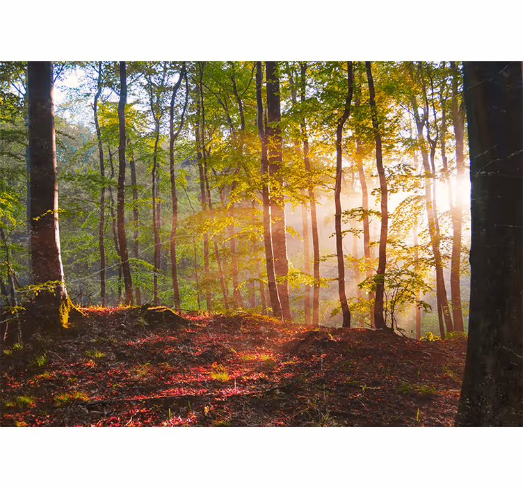 Tapisserie forêt vue ensoleillée sur les bois - TenStickers