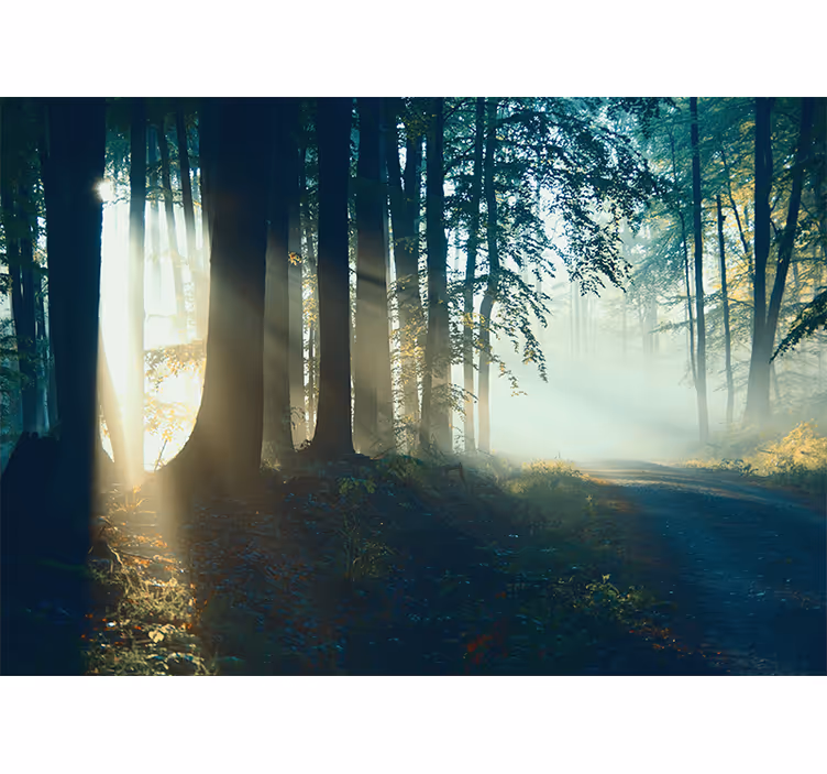 Papier peint forêt sentier ensoleillé en bois - TenStickers