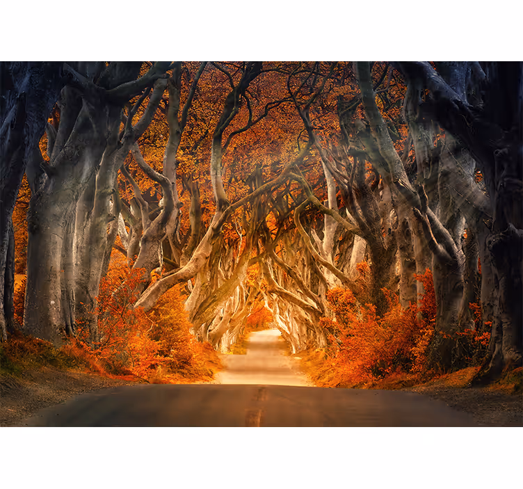 Tapisserie forêt chemin enchanté dans les bois - TenStickers