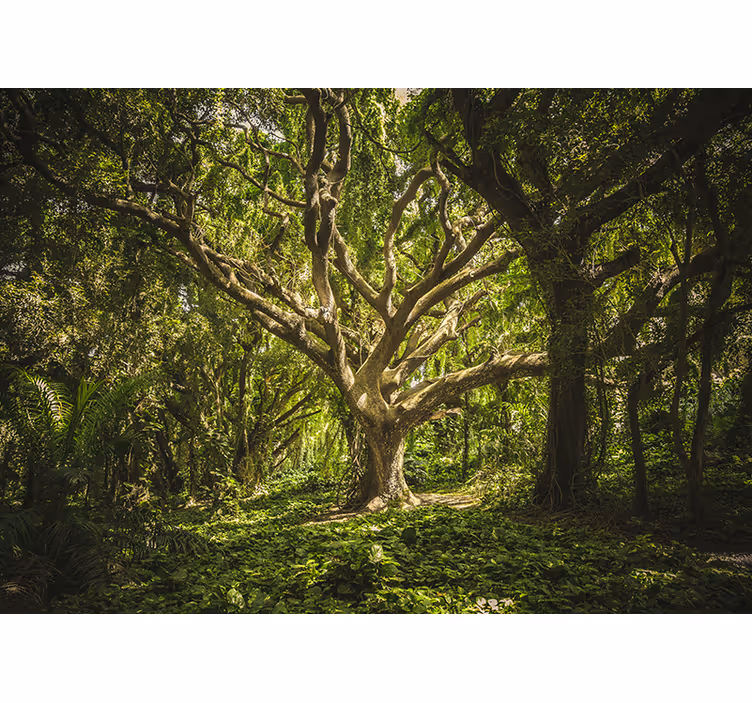 Tapisserie forêt canopée d'arbres majestueux - TenStickers