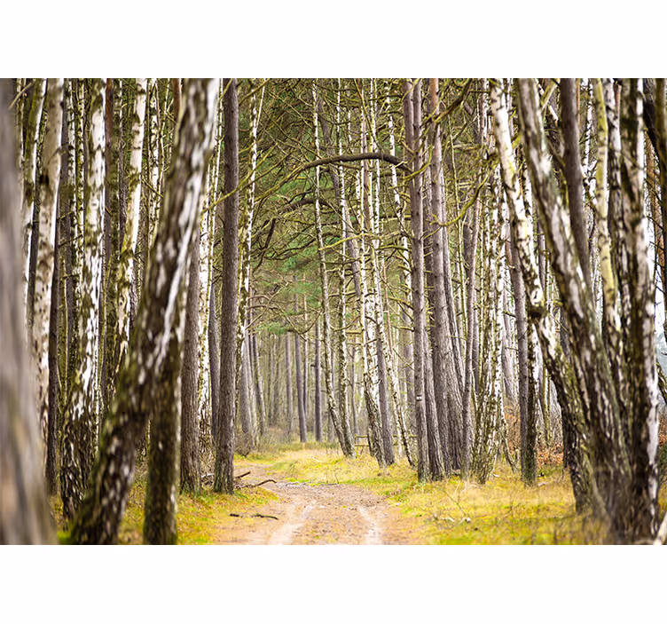 Tapisserie forêt chemin paisible en bois - TenStickers