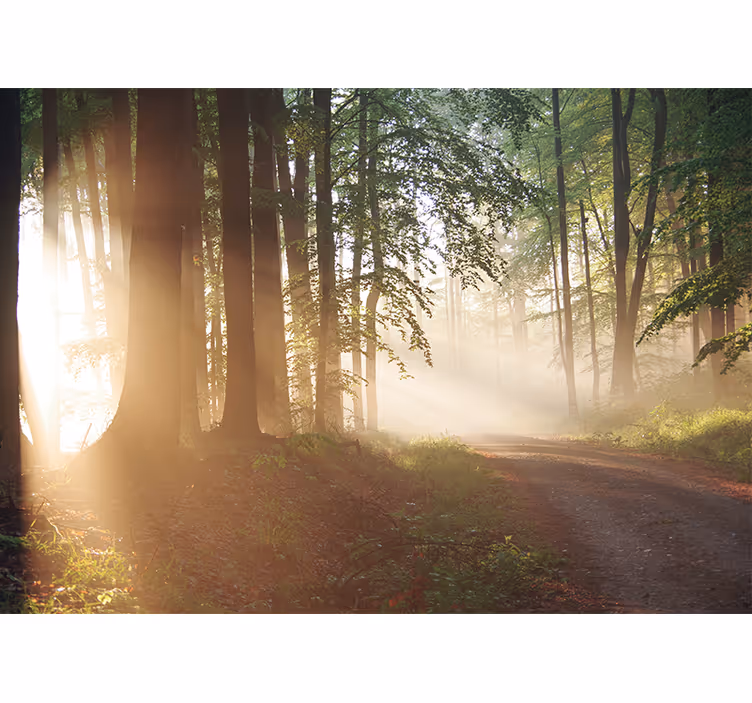 Papier peint nature rayons de forêt sereine - TenStickers