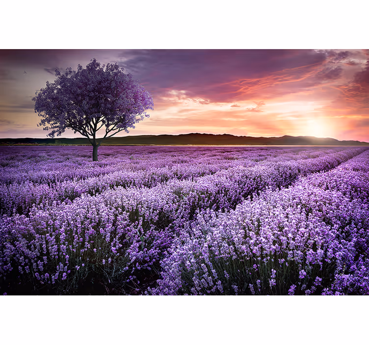 Tapisserie fleur champ de lavande crépuscule - TenStickers
