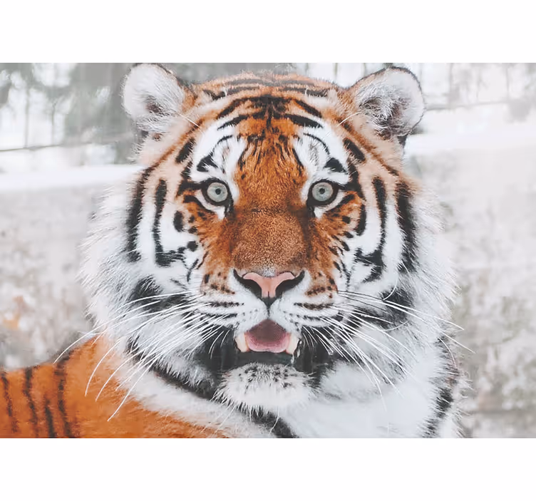 Tapisserie animaux représentation du tigre royal - TenStickers