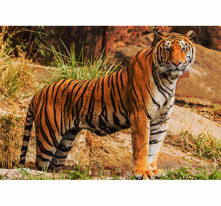 Tapisserie animaux tigre majestueux - TenStickers