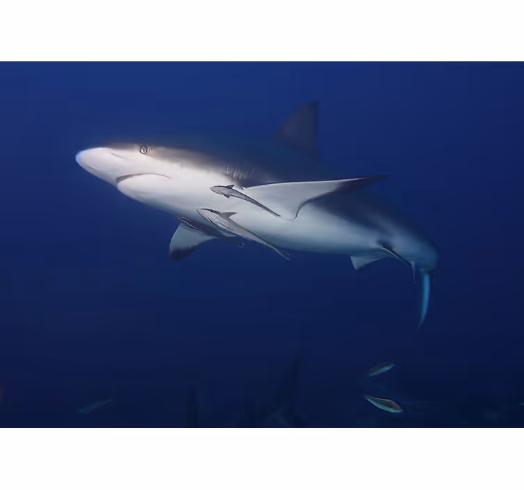 Tapisserie animaux nage du requin majestueux - TenStickers