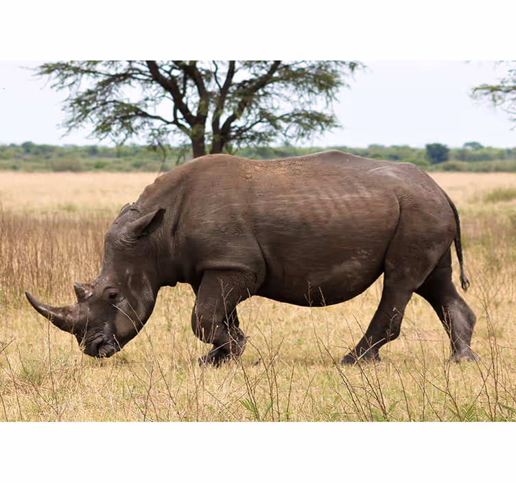 Tapisserie animaux rhinocéros en pâturage serengeti - TenStickers
